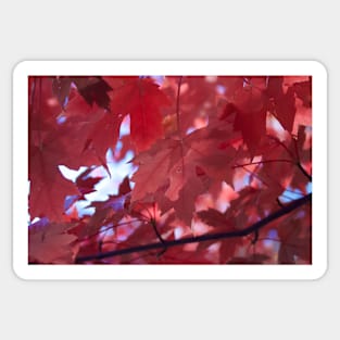 The Beauty of Fall Sticker